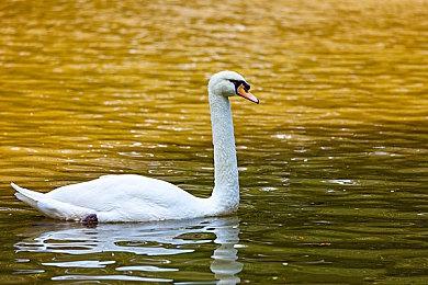 《符文竞技场》序章《符文竞技场：镣铐战士》Steam页面 8月上线